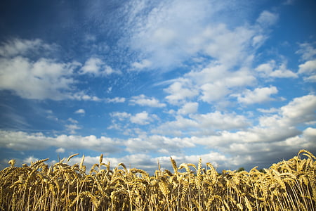 grain field under white clouds thumbnail