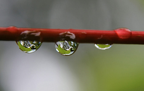 selective photo of red tree branch with water droplets thumbnail