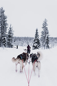 person being pulled by snow dogs thumbnail