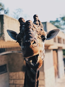 selective focus photography of brown camel thumbnail