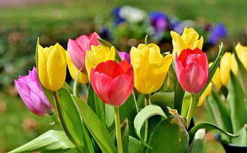 selective focus photography of several assorted-color tulip flowers thumbnail