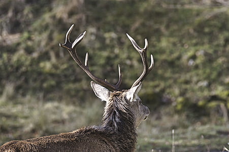 brown deer during daytime thumbnail
