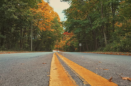 concrete road in forest thumbnail
