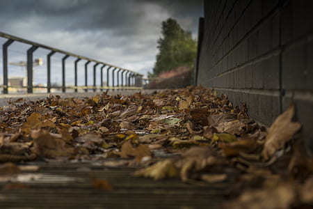 dried brown maple leaves placed near wall thumbnail