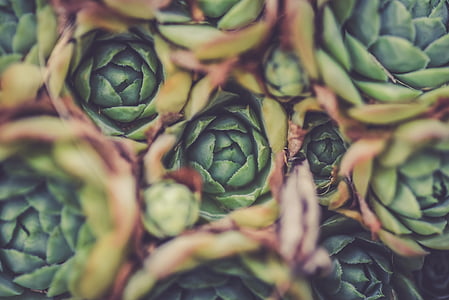 aerial photography of green succulent flowers thumbnail
