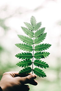 person holding green leaf thumbnail