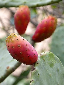 Chumbo, Prickly Pear thumbnail