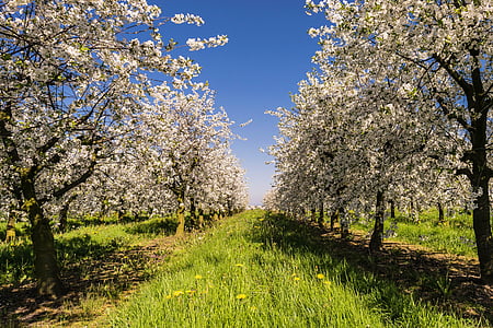 green grass field in between two white trees under blue sky thumbnail
