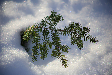 green christmas tree thumbnail