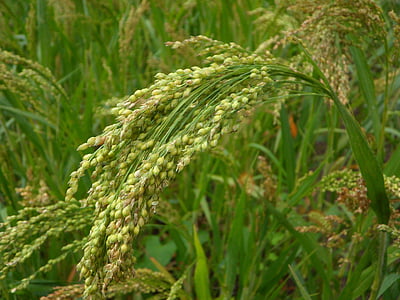 green wheat thumbnail