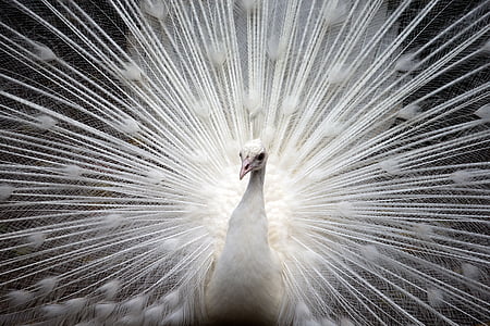 female Indian peafowl thumbnail