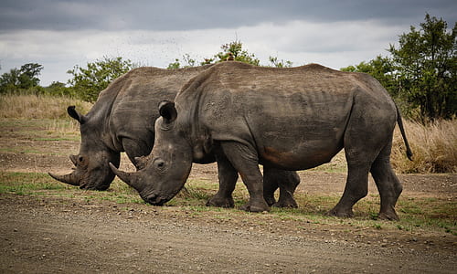 Two Rhino on Gray Field thumbnail