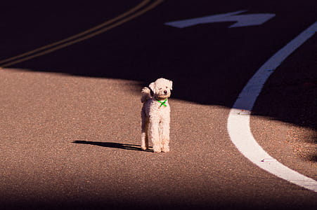 White Toy Poodle Standing on Road at Daytime thumbnail