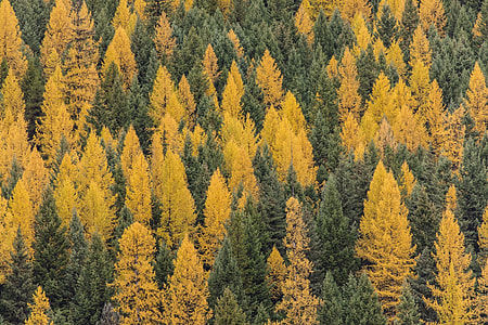 aerial photography of yellow and green trees during daytime thumbnail