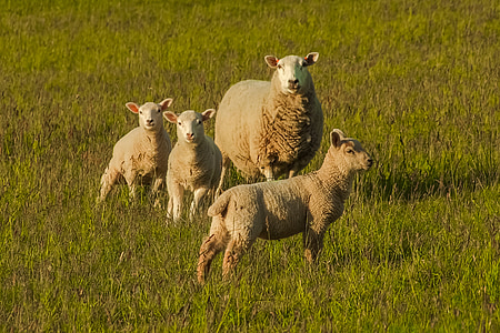 four brown sheep standing on green grass thumbnail
