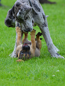 gray and black great dane puppy thumbnail