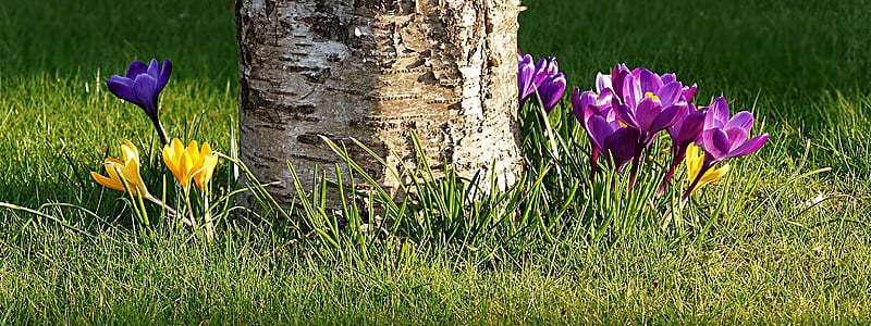 purple petal flower beside tree thumbnail