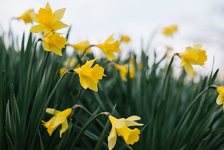 closeup photo of yellow petaled flowers thumbnail
