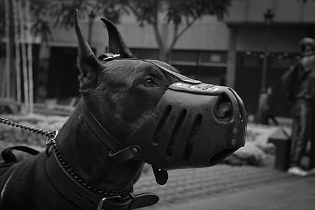 Close-Up Photo of Doberman Pinscher With Black Muzzle thumbnail