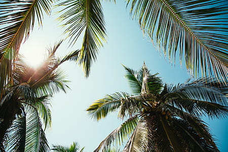 Sunny Day Through Palm Trees Photo thumbnail