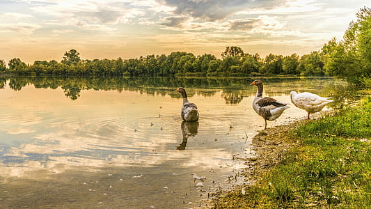 photo of two gray and one white ducks near body of water thumbnail