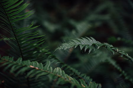green fern plant thumbnail