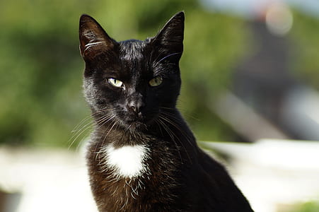 tuxedo cat in shallow focus photography thumbnail