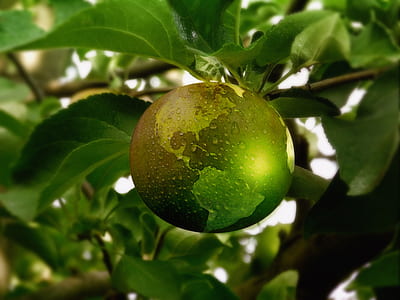 shallow focus photography of green fruit thumbnail