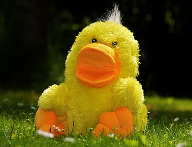 shallow focus photo of yellow duck plush toy thumbnail