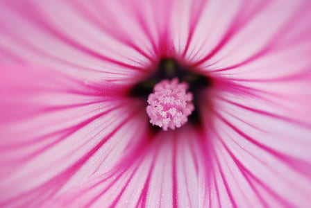 macro photography of pink mallow flower thumbnail