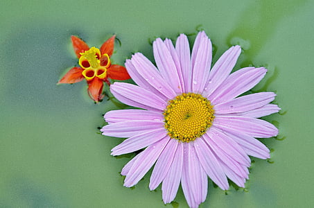 pink daisy and red-and-yellow columbine flowers thumbnail