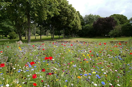 landscape, nature, field, flowers thumbnail