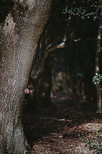 toddler standing behind the tree at daytime thumbnail