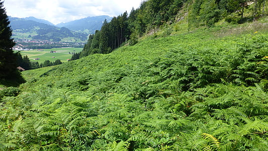 landscape photography of green grass far away from mountains thumbnail