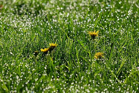 closeup photography of yellow dandelion flowers and green grasses thumbnail