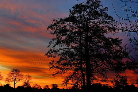 silhouette photo of trees thumbnail