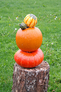 Pumpkins, Pumpkin Man thumbnail