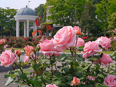 pink flowers in shallow focus thumbnail