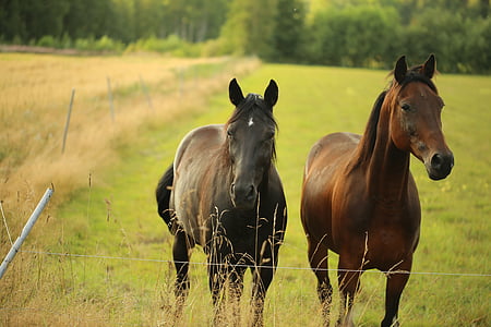 two brown horses on green grass field thumbnail