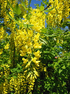 yellow petal flower thumbnail