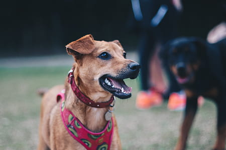 focus photography of short-coated tan dog during daytime thumbnail