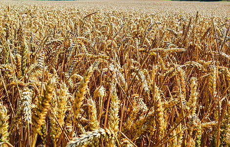 rice field at daytime thumbnail