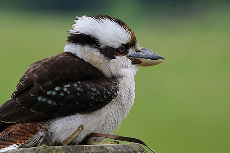 brown and white bird on brown wooden surface thumbnail