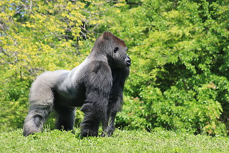 black and gray gorilla near trees at daytime thumbnail