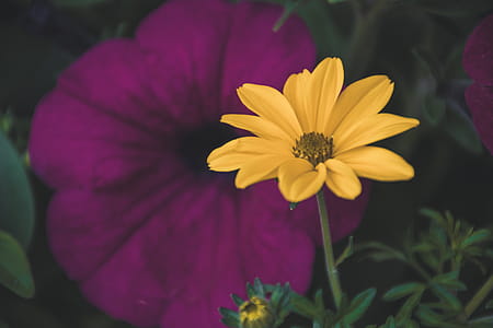 Selective Focus Photography Of Yellow Daisy Flower thumbnail