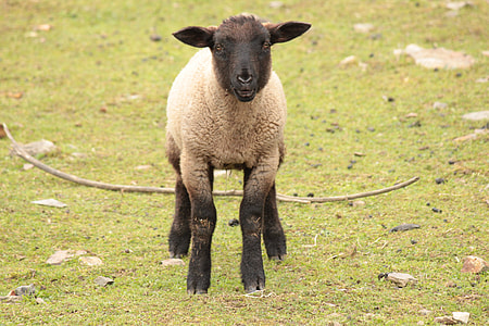 brown sheep thumbnail