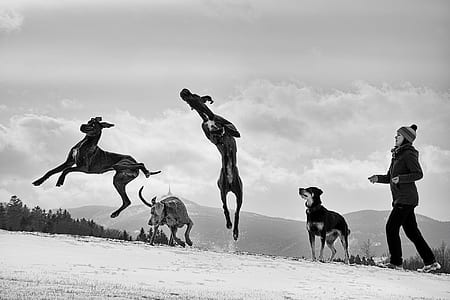 grayscale photography of four dogs on snow ground field with woman nearby thumbnail