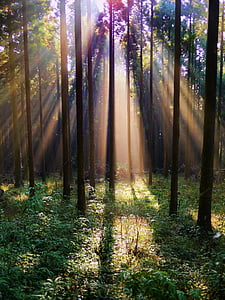 sunbeam shown in forest during dayime thumbnail