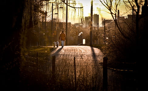 man walking beside two dogs on road thumbnail