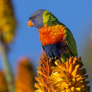 green, purple, and green bird thumbnail